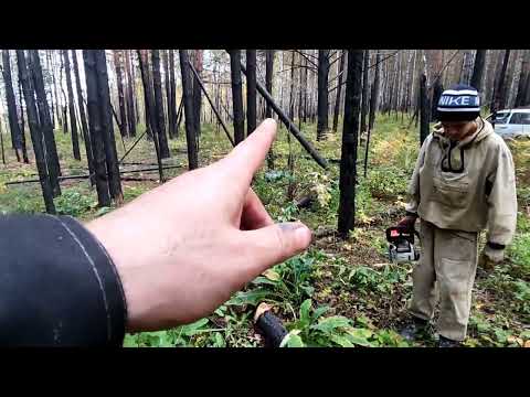 Видео: заготовка дров сентябрь 2023 .