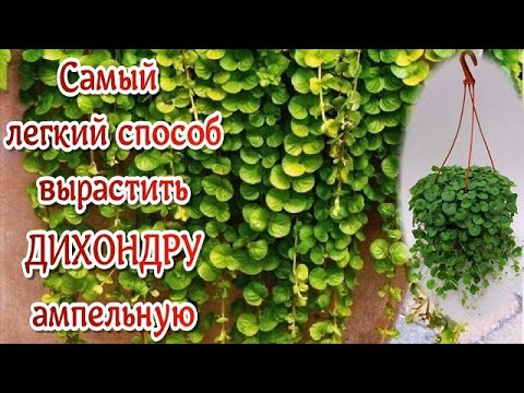Видео: ДИХОНДРА Ампельная. Зимнее размножение черенками. Посейте один только раз и будете даже выбрасывать.