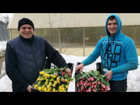 Видео: На теплице у Юрия Павловича🧅🌱💐06.02.2025