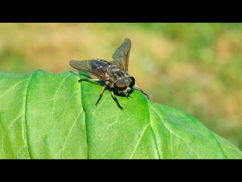 Видео: Сделал хитрую ловушку и теперь на моем участке нет кусачих оводов и слепней!