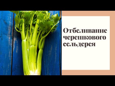 Видео: Черешковый сельдерей: посадка, уход, отбеливание.