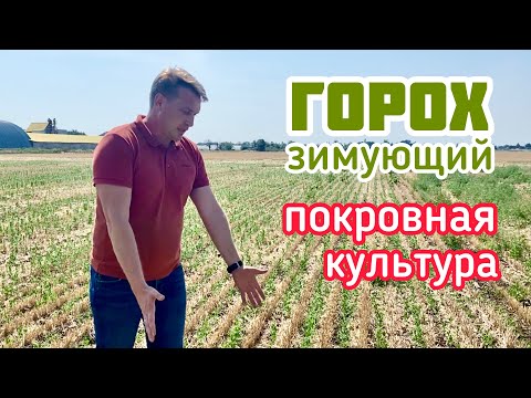 Видео: Горох зимующий как покровная культура перед подсолнечником