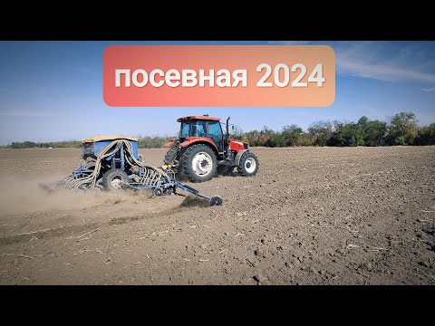 Видео: Посевная 2024 | Озимая пшеница сорт Победа