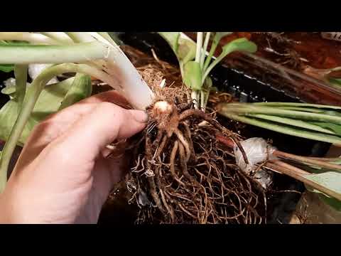 Видео: ОБРАБОТКА КОРНЕЙ ХОСТ ПЕРЕД ПОСАДКОЙ.