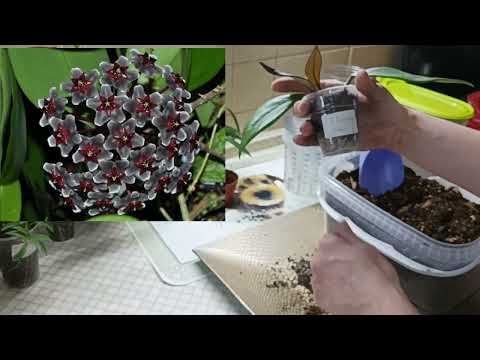 Видео: Долгая Нудная Пересадка. Разные Хойи, Пепперомия и Стрелиция