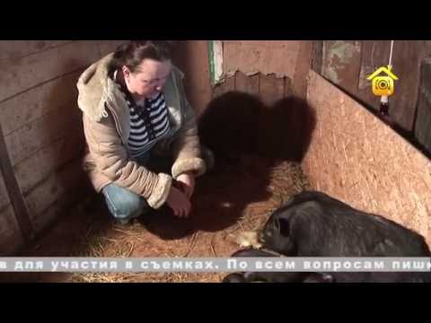 Видео: Вьетнамские травоядные свиньи. Личный опыт // FORUMHOUSE