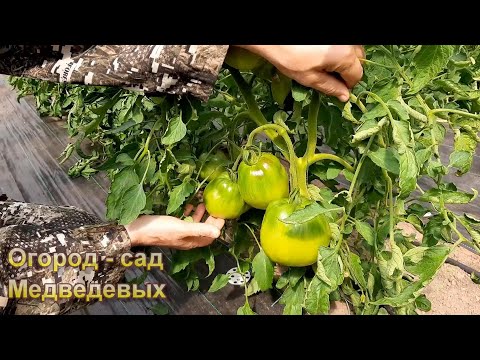 Видео: Критический период у томатов. Меры для увеличения урожая