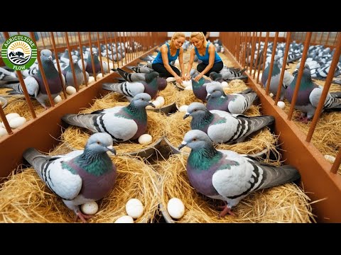 Видео: Как выращивают миллионы голубей ради яиц и мяса — внутри огромных голубиных ферм