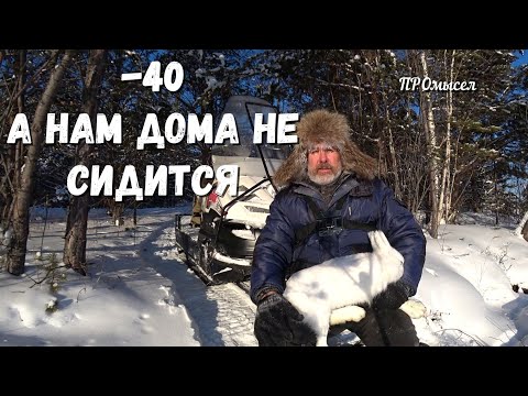 Видео: Первая проверка капкана на лису.Повалялся на боку