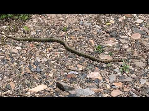 Видео: начало лета