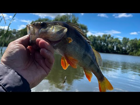Видео: Тиха річка глибока вода і присутність хижака Silent river, deep water and the presence of a predator