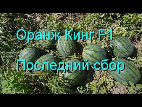 Видео: Оранж Кинг  F1 . Последний сбор.