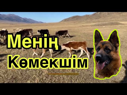 Видео: Менің көмекшім. Ит үйрету, НЕМІС овчаркасы! Sheep breeding dogs.