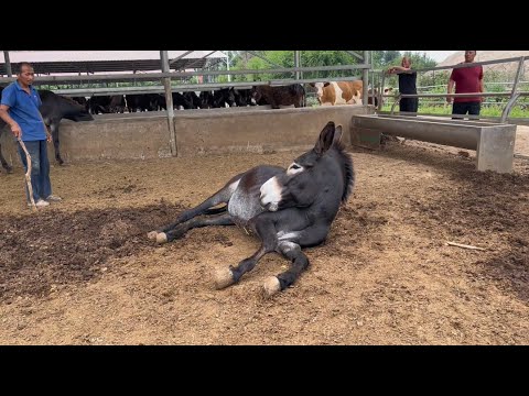 Видео: Бедный осел лежит на земле! Измученный копытами, Хозяин спасает!