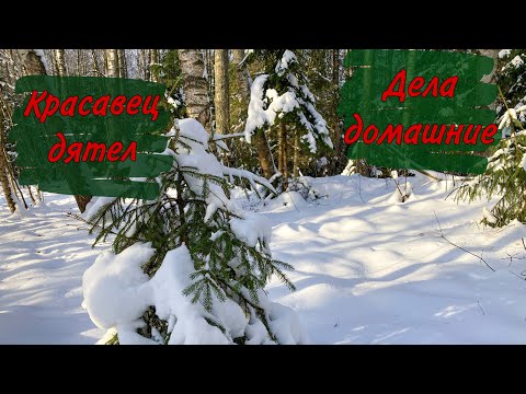 Видео: Переехали из города в медвежий угол. Дела домашние.