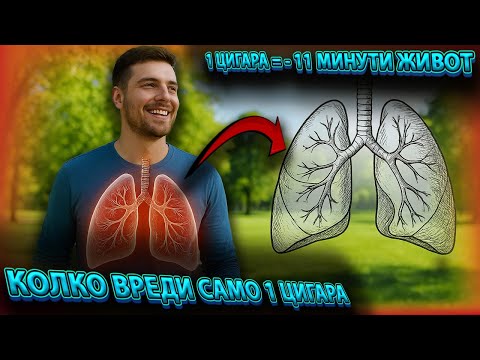 Видео: БЕЛИТЕ ДРОБОВЕ 10 ФАКТА, които НЕ ЗНАЕХЕ