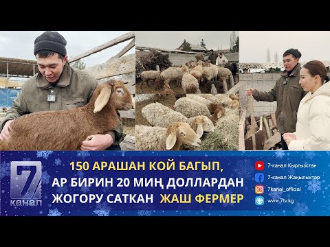 Видео: ЖЕТИ АРАШАН КОЙ МЕНЕН БАШТАП, АЗЫР МИЛЛИОНДОГОН АКЧАЛАРДЫ ТААП ЖАТКАН ЖАШ ФЕРМЕР