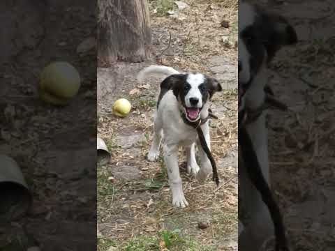 Видео: БЕЛЫЙ БИМ