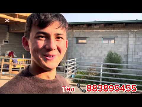 Видео: Тоза арашан 17  та оганга 1 та бонус 😱