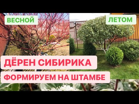 Видео: КАК СДЕЛАТЬ ШТАМБ ? ДЁРЕН СИБИРИКА ВАРИЕГАТА