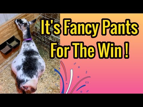 Видео: Чудесное неожиданное рождение коз / Козлята на ферме