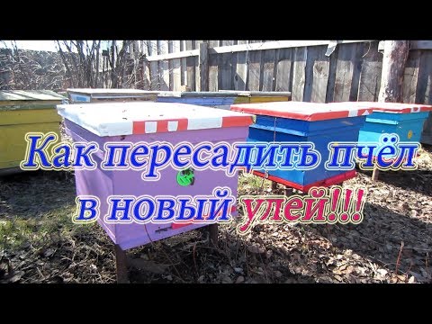 Видео: КАК ПЕРЕСЕЛИТЬ ПЧЁЛ В НОВЫЙ УЛЕЙ ВЕСНОЙ ИЗ ЗИМОВАЛОГО УЛЬЯ🔥🔥🔥