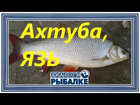 Видео: Диалоги о рыбалке - 087 / Язь. Ахтуба