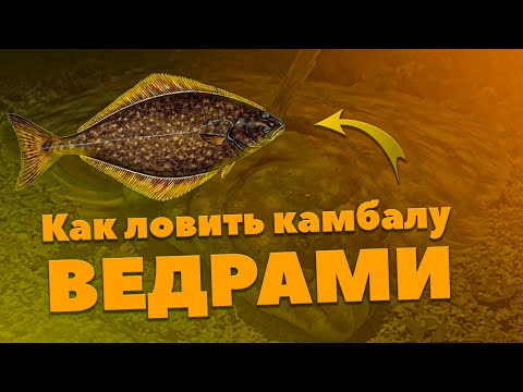 Видео: Как ловить камбалу, ведрами. Ошибки новичков. 2021