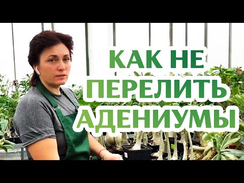 Видео: Как Поливать Адениум? Легко!