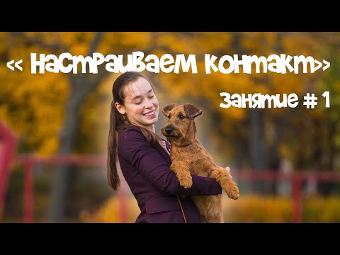 Видео: Подготовка собаки к выставке. Занятие №1 "Настраиваем контакт".