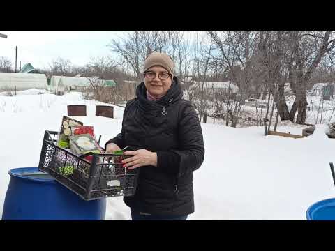 Видео: Как сохранить корневища пионов до высадки в грунт.м-н ДАЧА г.Каменск-Уральский.26.03.2024 г.