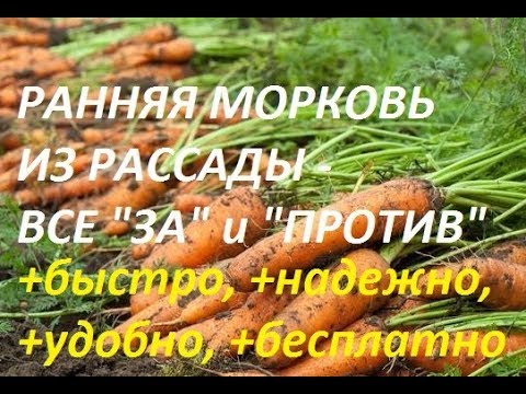 Видео: Морковь из рассады. Плюсы и минусы. Сибирская дача