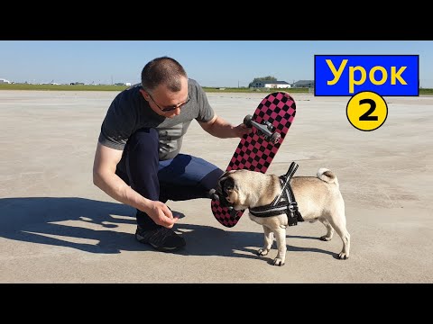 Видео: Дрессировка СОБАК. Как научить собаку кататься на скейте. Мопс.