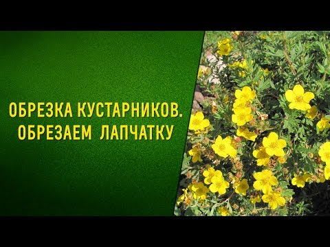 Видео: Обрезка кустарников  Обрезаем  лапчатку