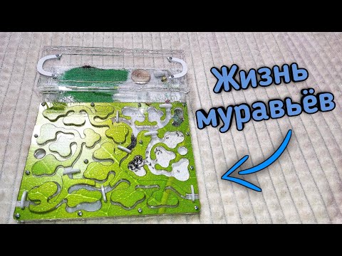 Видео: Как живут муравьи в муравьиной ферме - формикарий от Top ant