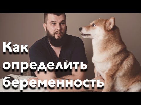 Видео: Как определить беременность у собаки - на примере породы Шиба Ину