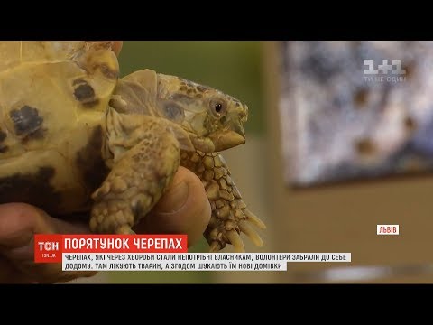 Видео: Волонтери у Львові виходжують черепах, яких колишні власники позбулись через хвороби