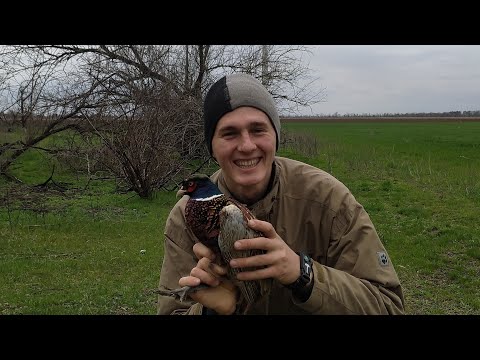 Видео: ВСЕ ФАЗАНЫ ТВОИ С ТАКОЙ ЛОВУШКОЙ! СУПЕР ловушка на фазана! Охота БЕЗ ружья