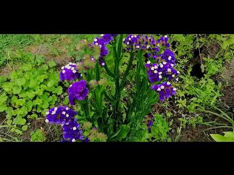 Видео: Как сушить статицу для зимнего букета. Желтые и синие/ сухоцветы/ статица/цветы/лаванда/