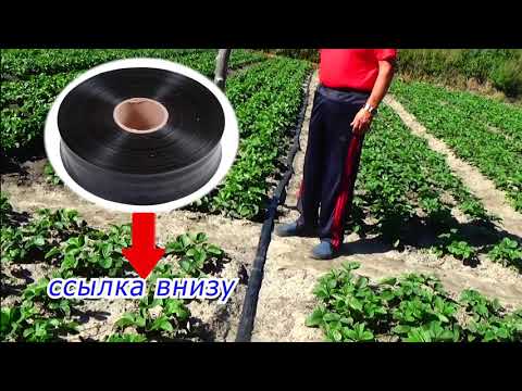 Видео: Как поливать клубнику? Есть много способов полива,  а мы  выбираем самый лучший!