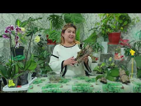 Видео: Orxideyalar dan kompazitsiya / Орхидея Фаленопсис /