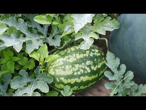 Видео: Хочу загнать мужа в пруд.