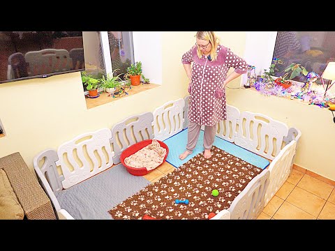 Видео: Сделали необычный вольер для щенков бульдога! Запускаем!