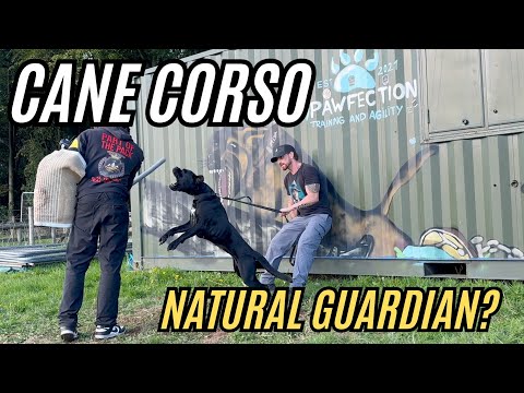 Видео: СОБЫТИЕ «Сила укуса собаки» — 4 породы, 1 победитель!