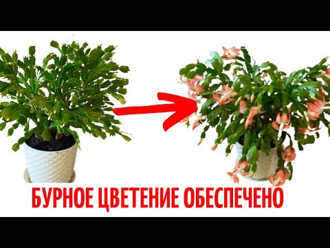 Видео: ✅ЦВЕТОК ДЕКАБРИСТ/ПОДГОТОВКА К ЦВЕТЕНИЮ САМЫЙ ВАЖНЫЙ ЭТАП/ДЕКАБРИСТ ОЧЕНЬ ОБИЛЬНО ЦВЕТЕТ#декабрист✅