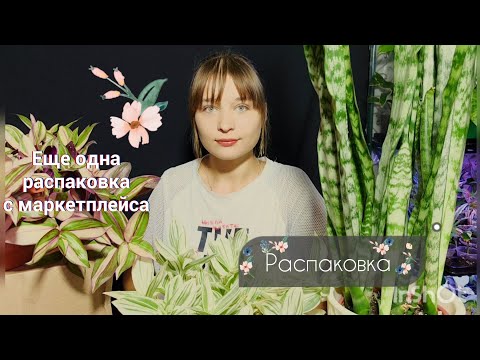 Видео: Ещё одна распаковка с маркетплейса 🙈 Не знаю что заказала! #Часть2