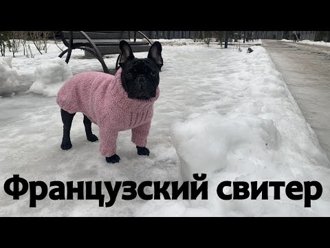 Видео: Свитер с попоной для французского бульдога