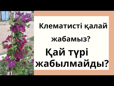 Видео: Клематисті қалай жабамыз? Клематисті қай түрі жабылмайды?