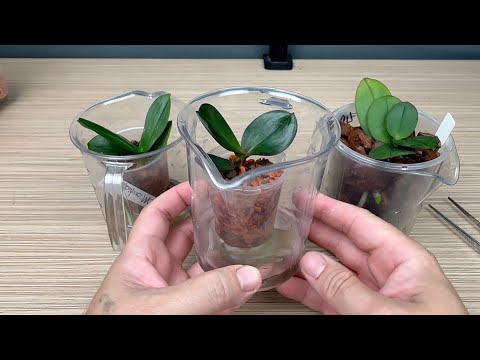 Видео: как выходить маленькую орхидею с маленькими корнями у орхидеи ОЧЕНЬ ПРОСТО