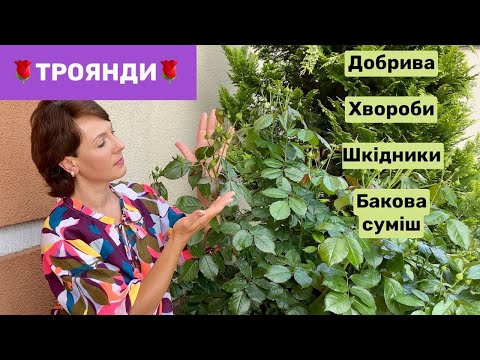 Видео: ТРОЯНДИ перед цвітінням. Добрива, Хвороби, Шкідники.